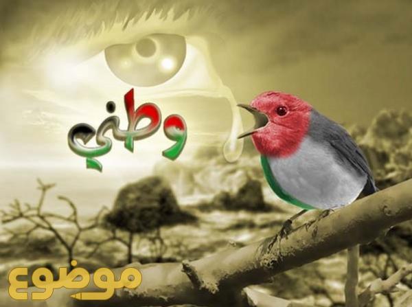 كلام عن الوطن 3649