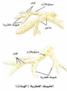 ارسم مخططا يبين الفرق بين الخيوط الفطرية التي لها حواجز وبين التي لا حواجز لها 94710 1