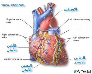 كلمه عن القلب 2863