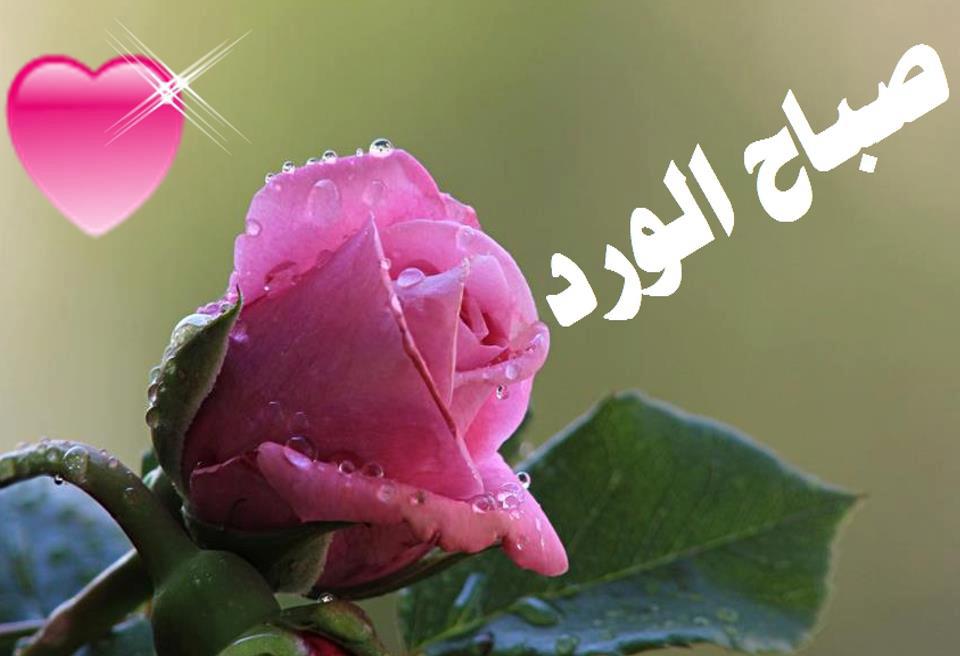 صور بعبارات الصباح 31608 4