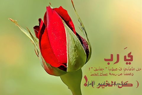 كلمة مساء الخير بالصور 31341 2