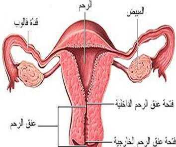 نظفي رحمك فانتي لاتعلمين مافية