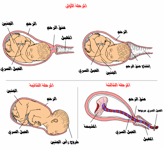 هذا الكلام فادني جدا في فترة الحمل - كلام عن الحمل 20160727 260