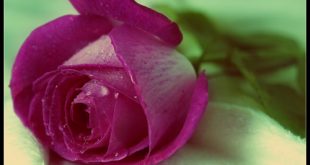 20160727 514 310x165 واحلي من كلام عن جميل الورد الهدايا اشيك