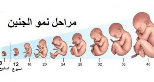 94957 1 310x165 مراحل في تكون تطور الطفل الرحم الجنين
